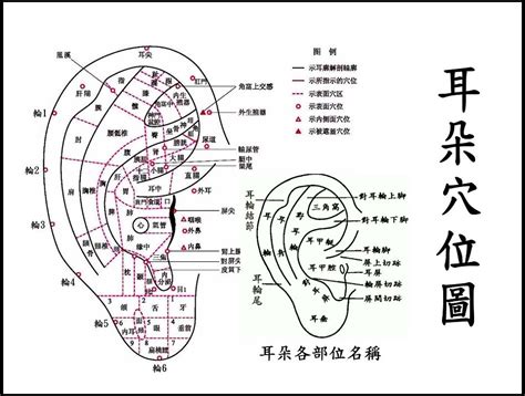 穿耳洞 面相|面相學：耳洞的吉凶